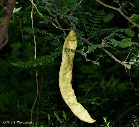 {Gleditsia triacanthos}